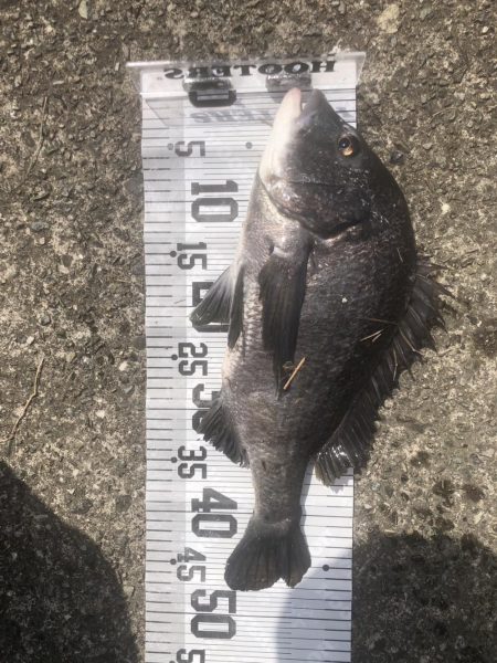 イチノ兄弟、釣果！