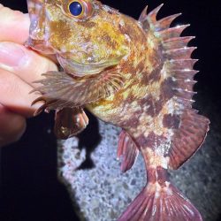 絶好の釣り日和じゃない？