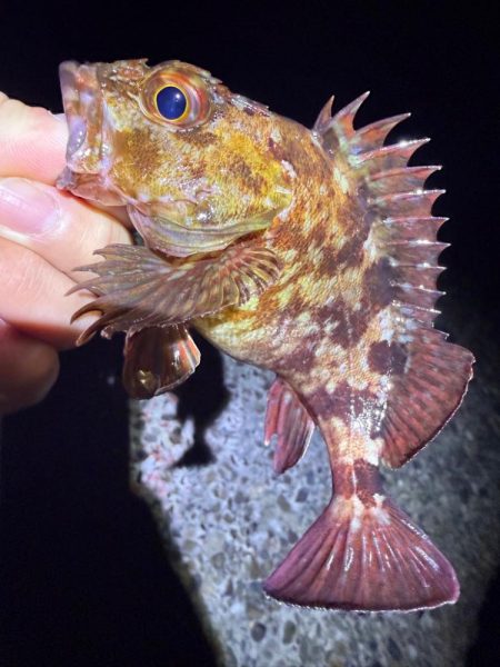 絶好の釣り日和じゃない？