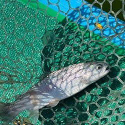 ラストトラウト