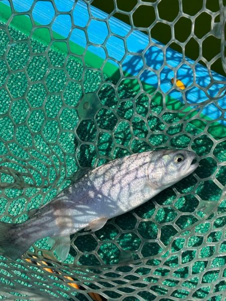 ラストトラウト