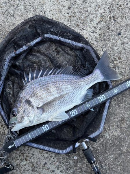 ヘチってきました