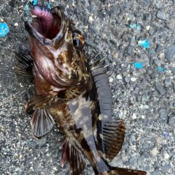 春のライトロック