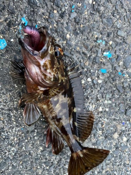 春のライトロック