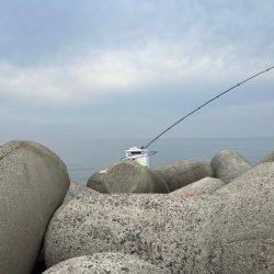 魚津港フカセ釣り