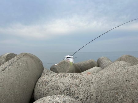 魚津港フカセ釣り