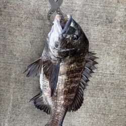 エビ撒きでチヌ好調です