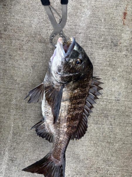 エビ撒きでチヌ好調です