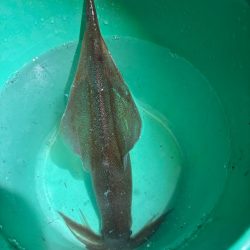 【三方エリア】ヤリイカリベンジ!