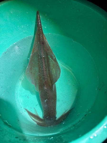 【三方エリア】ヤリイカリベンジ!