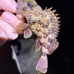 姫路メバル降臨