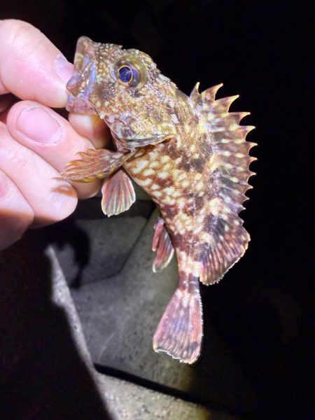 姫路メバル降臨