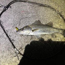 アフターシーバス