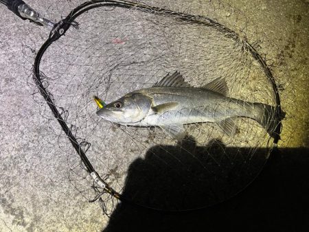 アフターシーバス