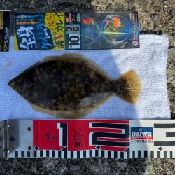 花見ガレイを狙いに