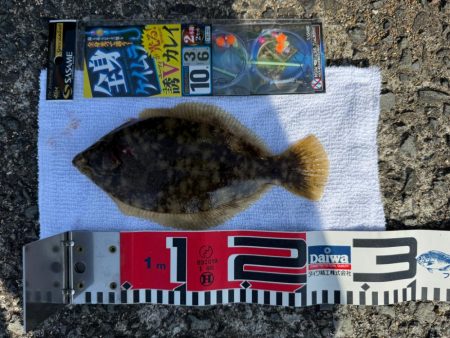 花見ガレイを狙いに