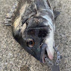 エビ撒き好調です！