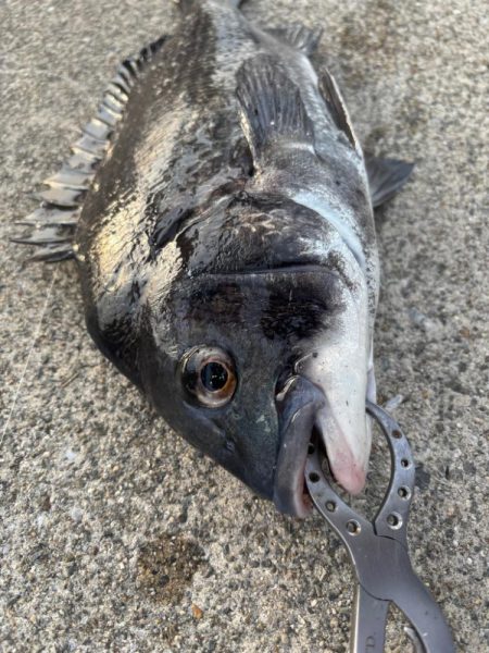 エビ撒き好調です！