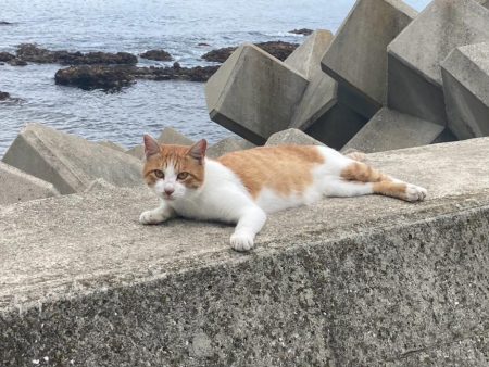 フロートメバリング!