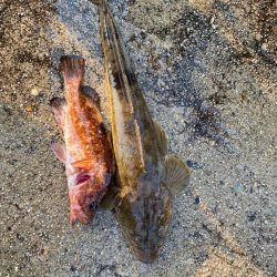 久しぶりの釣果で五目達成