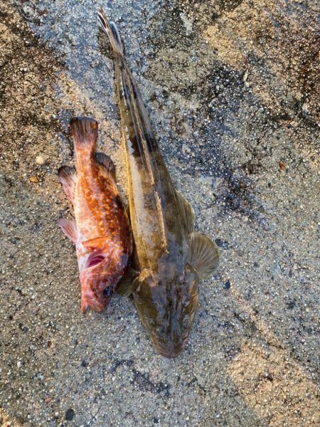久しぶりの釣果で五目達成