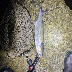 先行者さんのおかげです!!