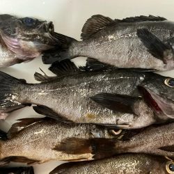 東二見メバル14