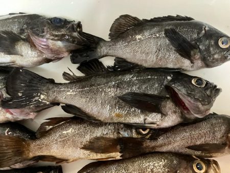 東二見メバル14