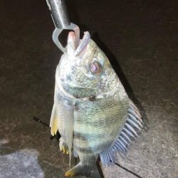 ドブ川チニング