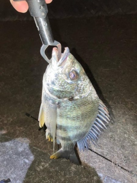 ドブ川チニング