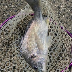 快適チニング！