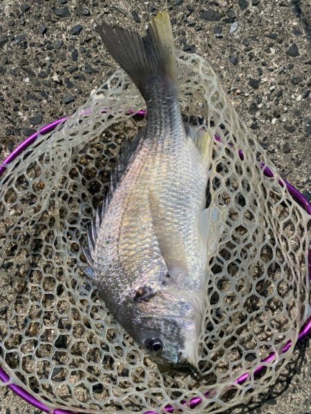 快適チニング！