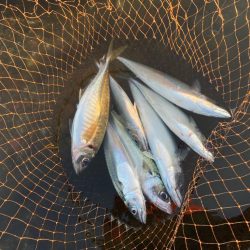 デカアジと鯖