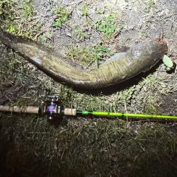 私も2025年、ナマズ開幕しました！！