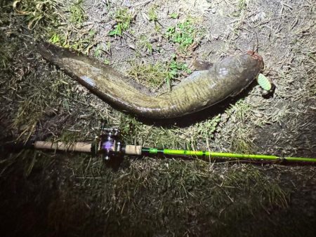 私も2025年、ナマズ開幕しました！！