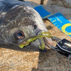 淀川ブリームゲーム