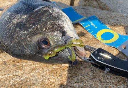 淀川ブリームゲーム