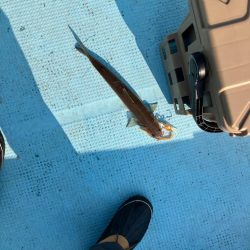 ダイソージグで根魚