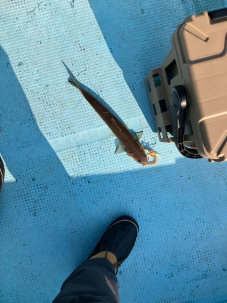 ダイソージグで根魚