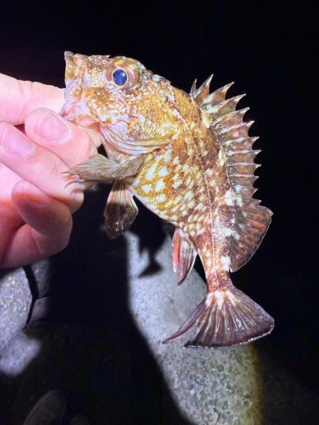 寒い！寒すぎる！