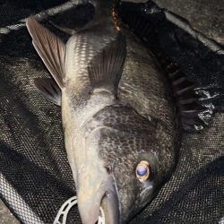 ヘチってきました