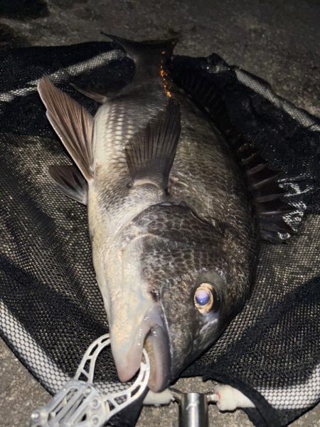 ヘチってきました