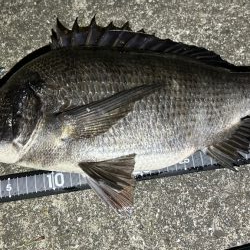 久しぶりの釣果