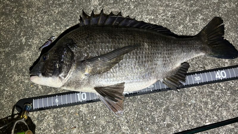 久しぶりの釣果