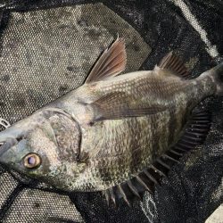 ヘチってきました