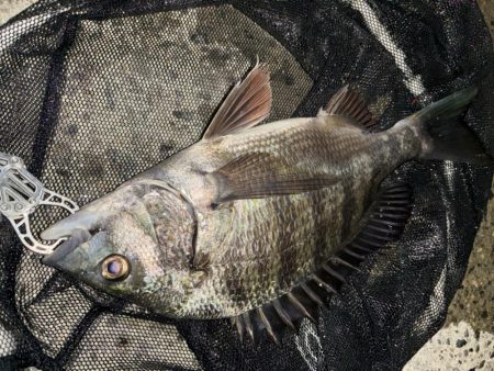 ヘチってきました