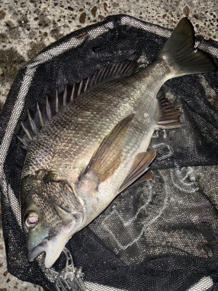 ヘチってきました