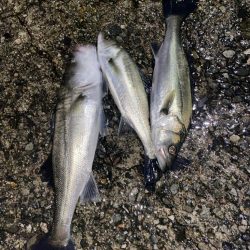 ホタパタでシーバス