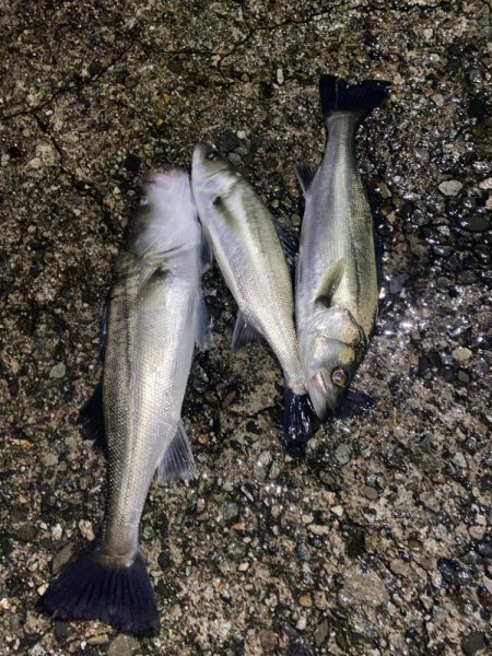 ホタパタでシーバス