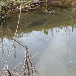 春のカーピング！